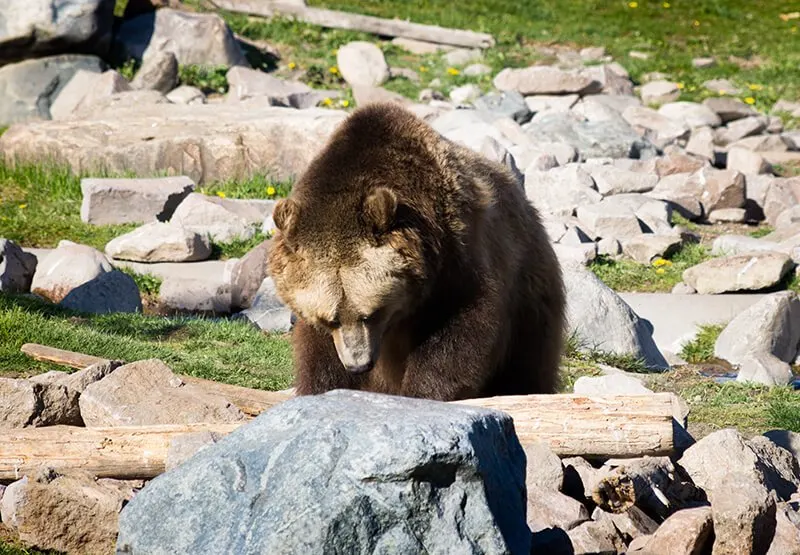 Grizzly and Wolf Discovery Center