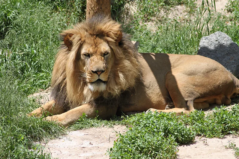 Idaho Falls Zoo at Tautphaus Park