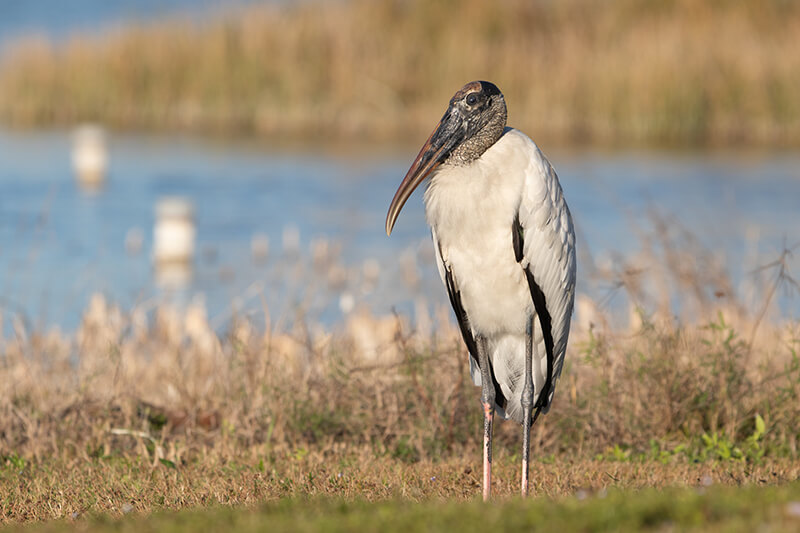 Lakes Regional Park