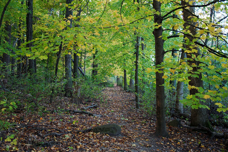 Lost City Forest