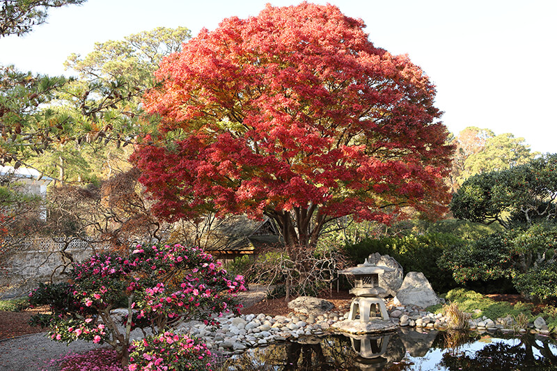 Norfolk Botanical Garden