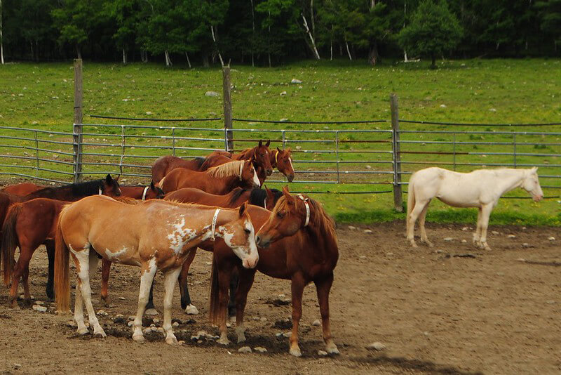 Pond Hill Ranch Pro Rodeo Company