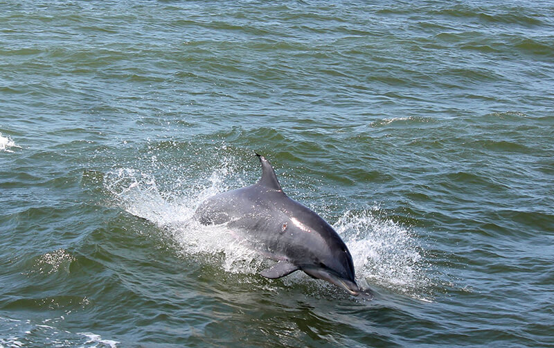 Rudee Flipper Dolphin Tours