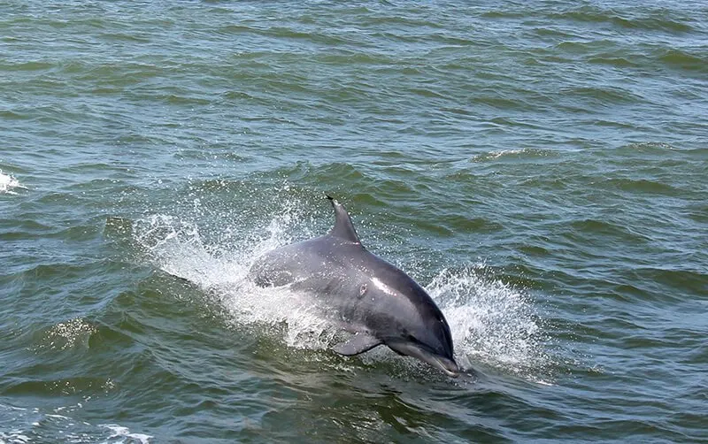 Rudee Flipper Dolphin Tours