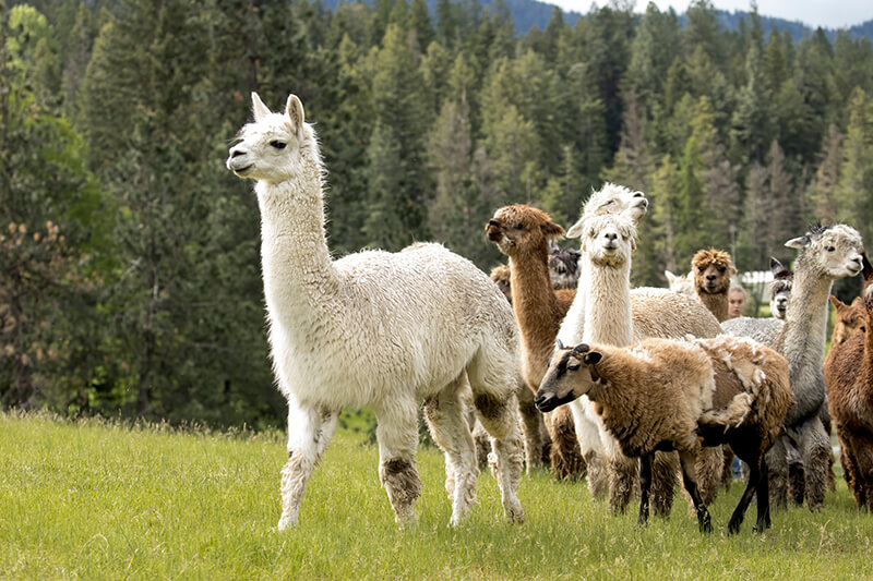 Seven Stars Alpaca Ranch