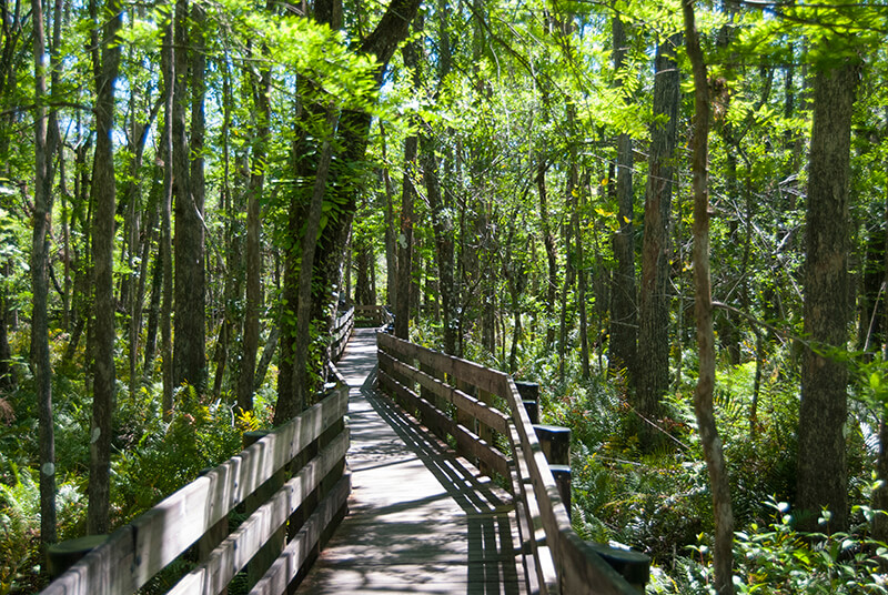 Six Mile Cypress Slough Preserve