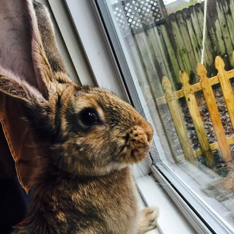 The Bunny Hutch