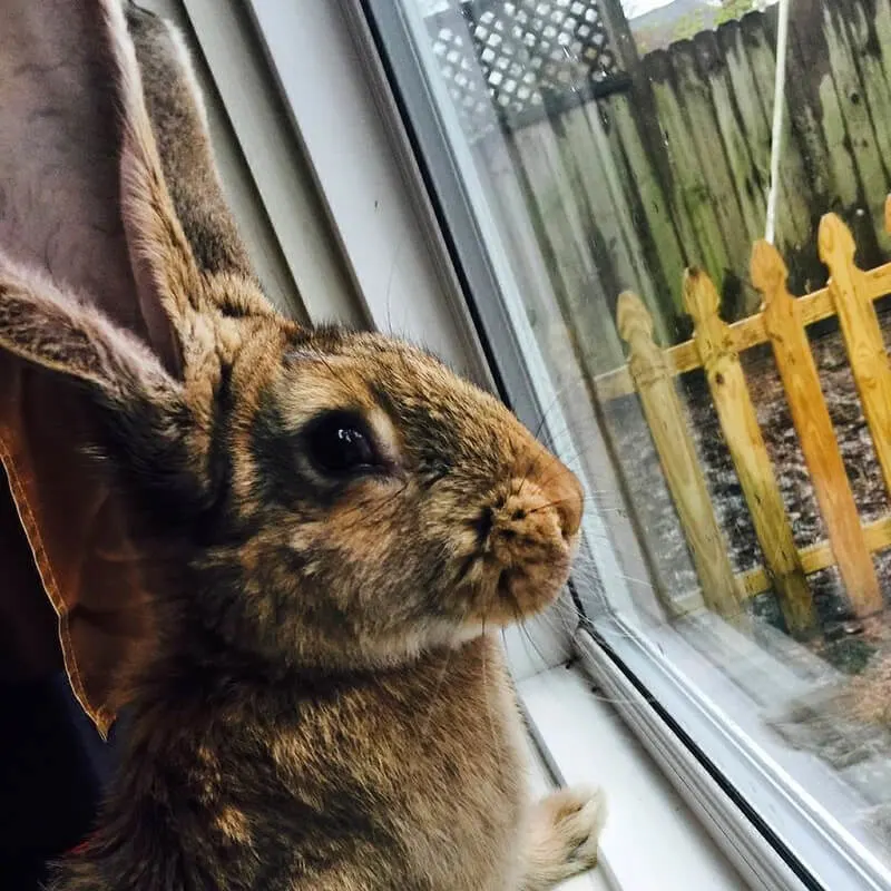 The Bunny Hutch