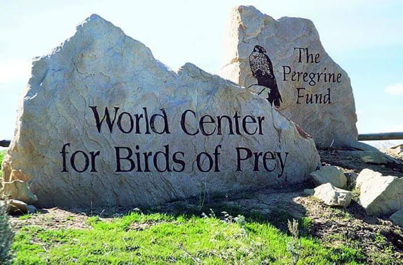 The Peregrine Fund's World Center For Birds of Prey