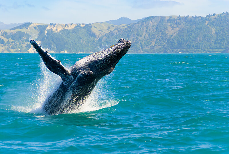 Whale Watching