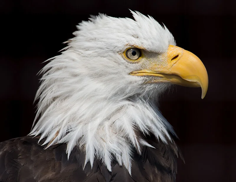 Alaska Raptor Center