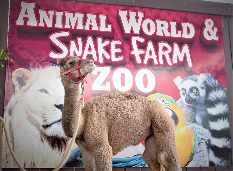 Animal World and Snake Farm Zoo