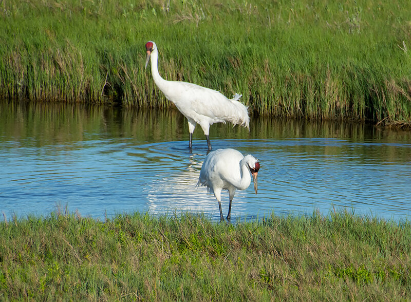 Aransas National Wildlife Refuge