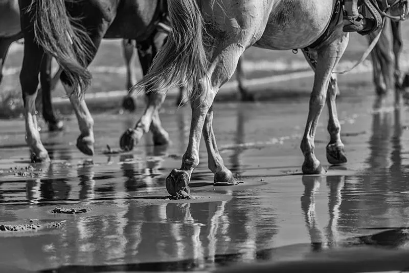 Horses On The Beach