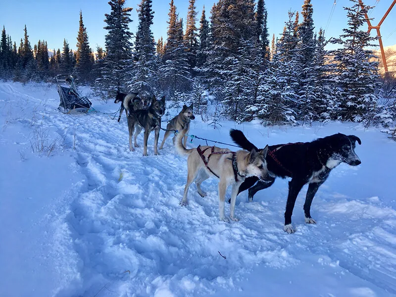 Husky Homestead