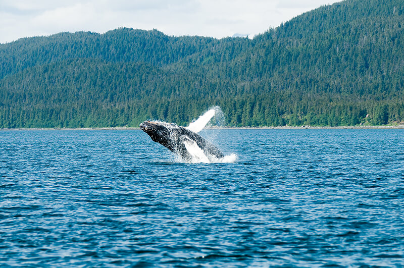 Juneau Whale Watch