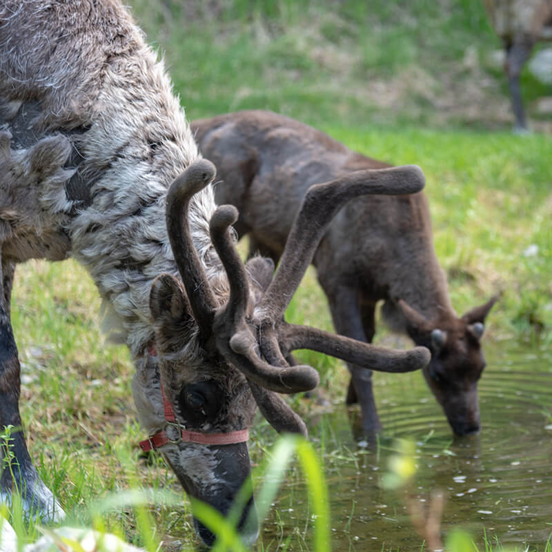 Running Reindeer Ranch