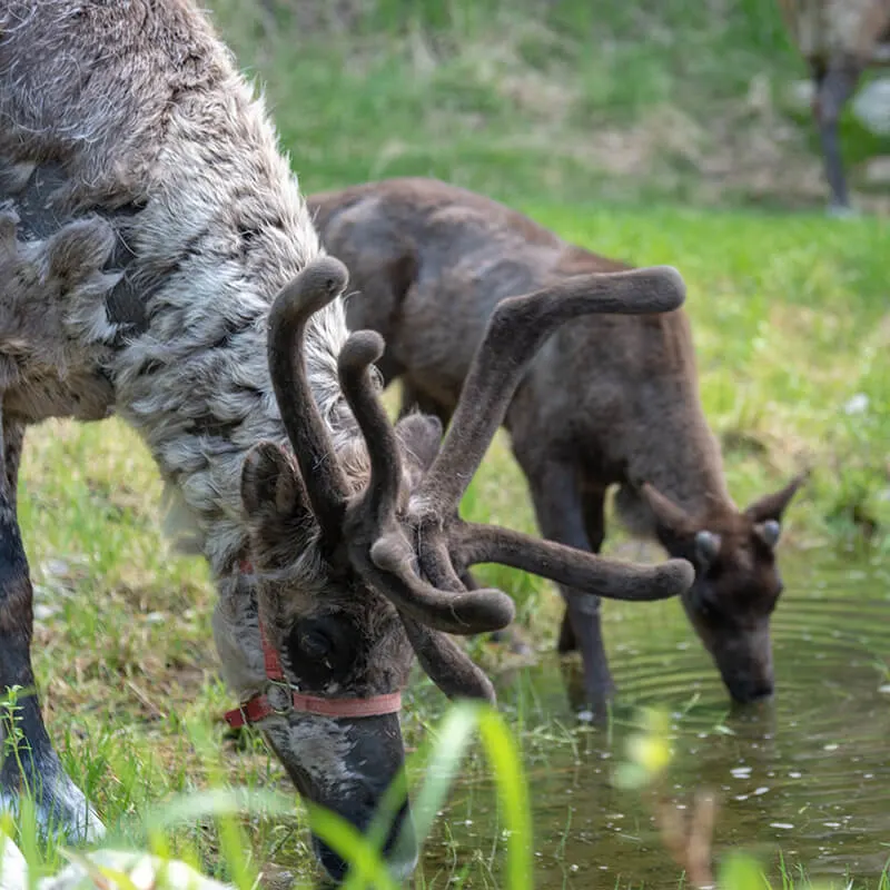 Running Reindeer Ranch