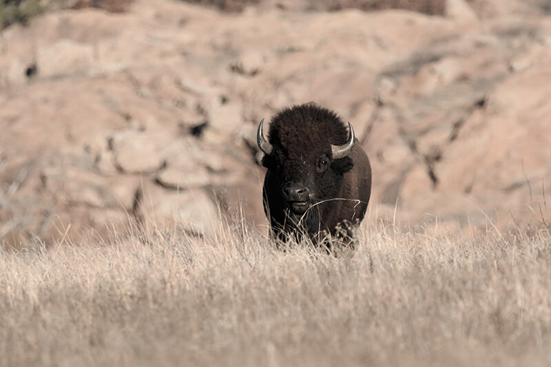 Wichita Mountains National Wildlife Refuge