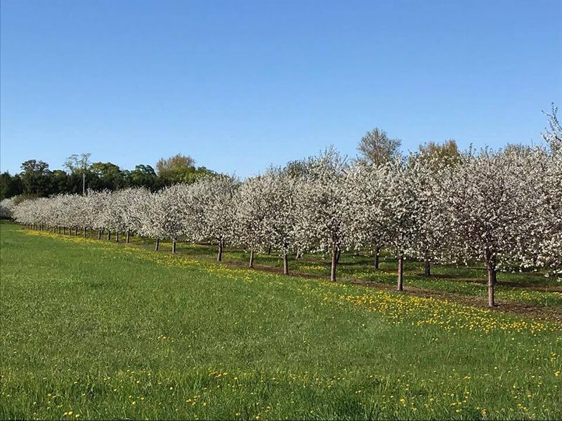 Choice Orchards