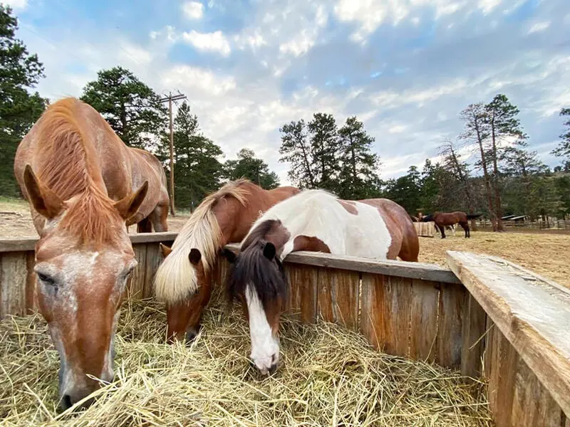 Jackson Stables