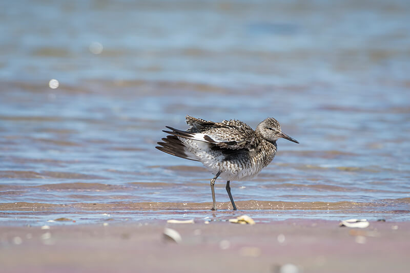 Monomoy National Wildlife Refuge