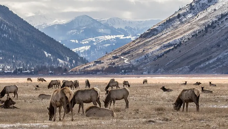 National Elk Refuge