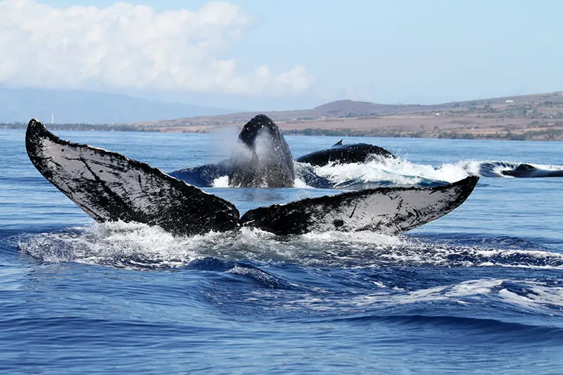 Stellwagen Bank National Marine Sanctuary