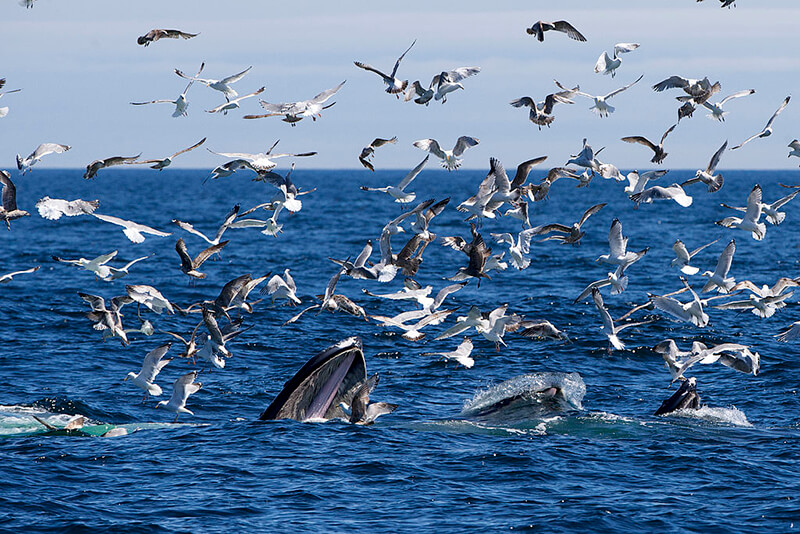 Stellwagen Bank National Marine Sanctuary