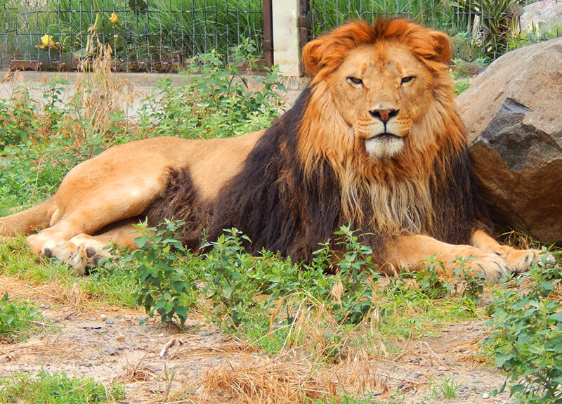 Timbavati Wildlife Park