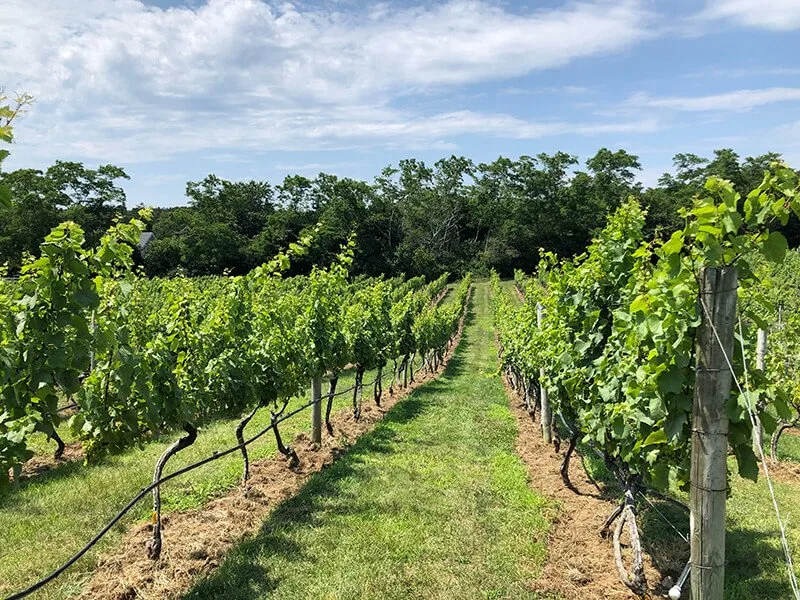 Truro Vineyards of Cape Cod