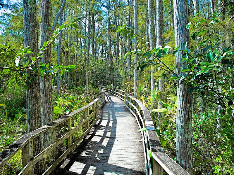 Audubon Corkscrew Swamp Sanctuary