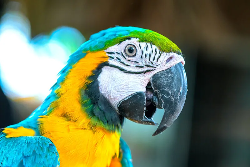 Bird Gardens of Naples