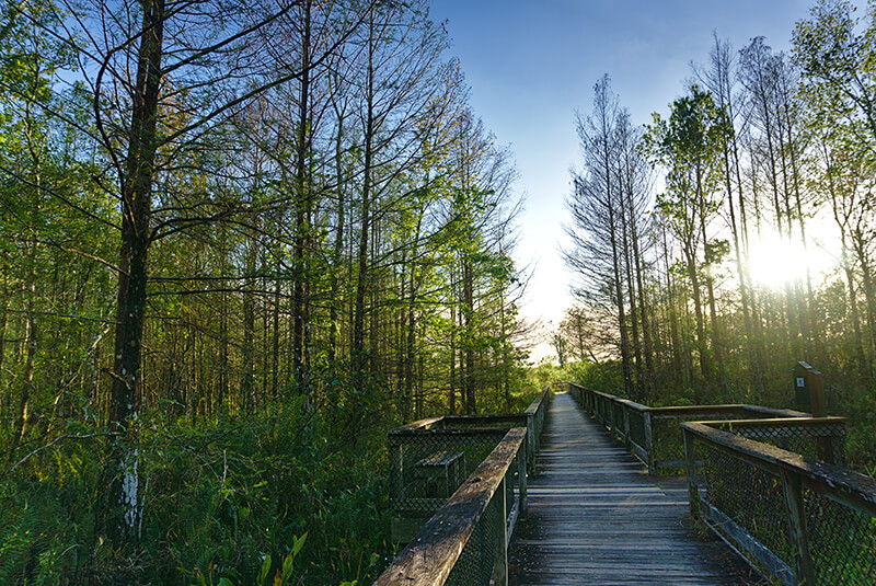 Bird Rookery Swamp Trail