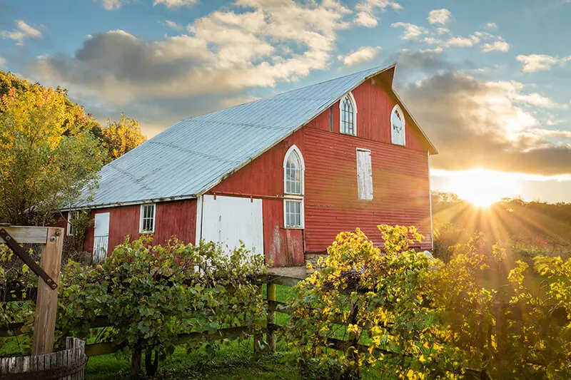 Galena Cellars Vineyard