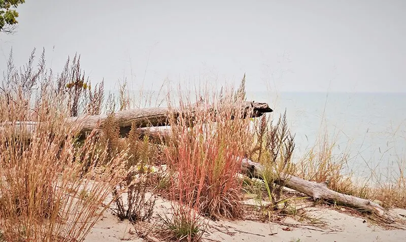 Illinois Beach State Park