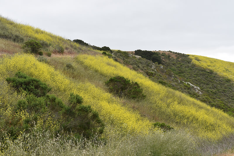 Pismo Preserve