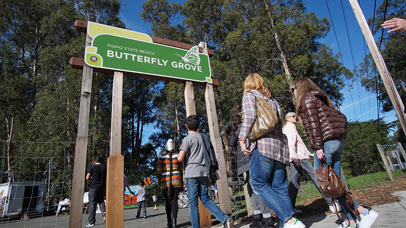 Pismo State Beach Monarch Butterfly Grove