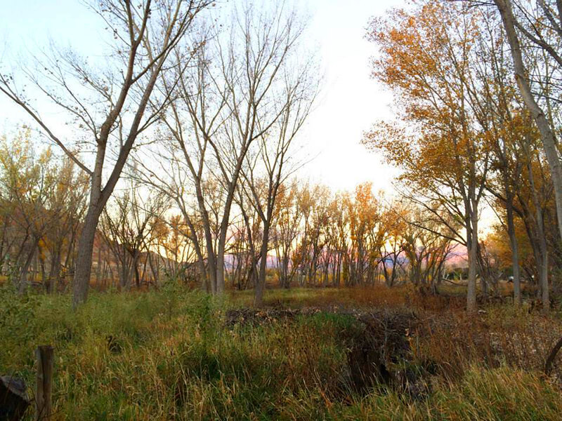 Scott M. Matheson Wetlands Preserve