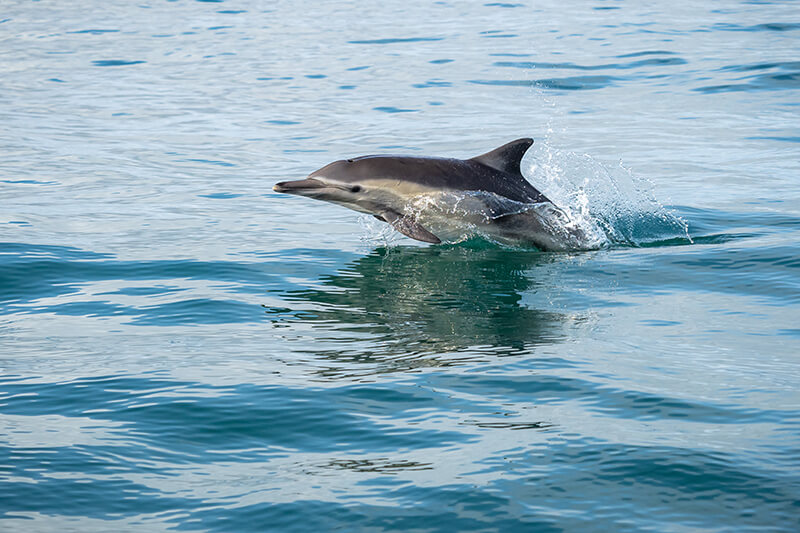  Go Dolphin Watching