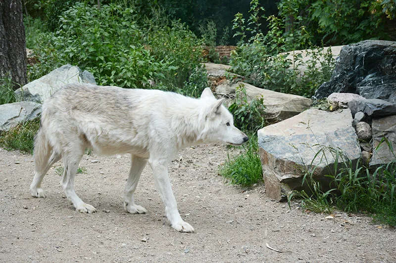 International Wolf Center