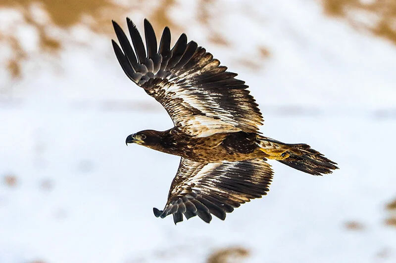 National Eagle Center