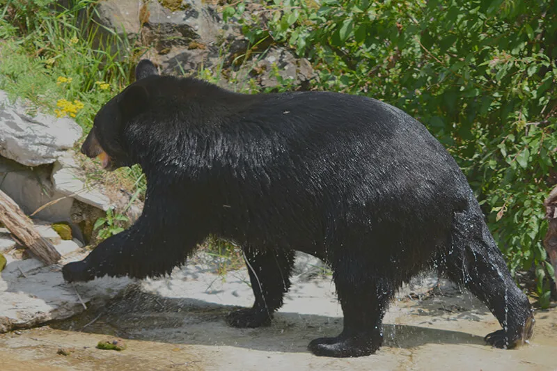 North American Bear Center