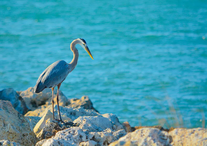 Sand Key Park