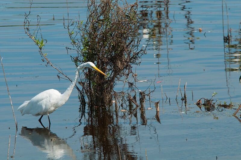 Cape May Bird Observatory