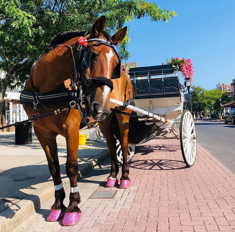 Cape May Carriage Company