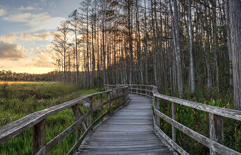 Corkscrew Swamp Sanctuary