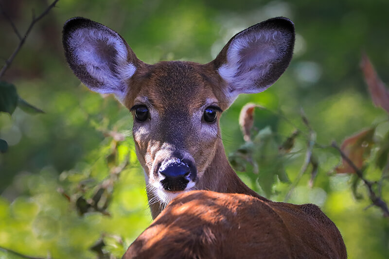 Kishwauketoe Nature Conservancy