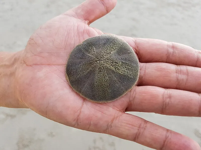 Sand Dollar Shelling