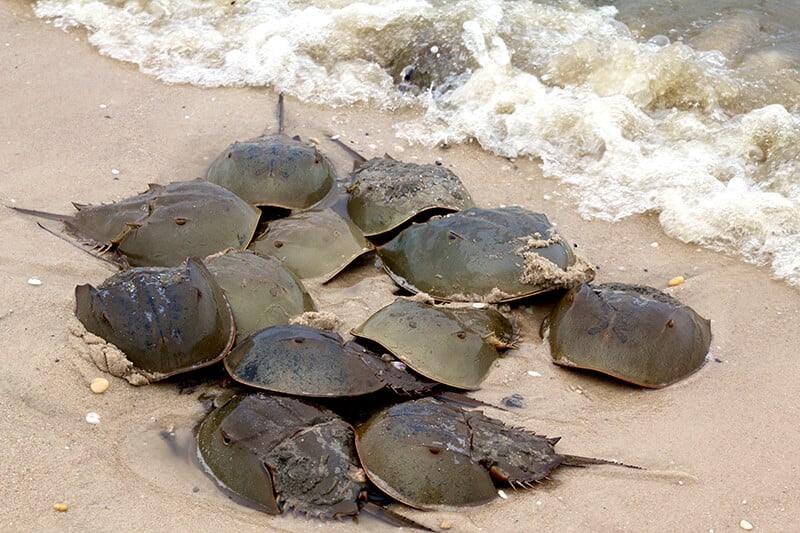 Spring Shorebird and Horseshoe Crab Festival